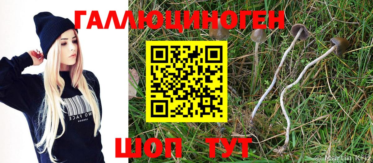 Псилоцибиновые грибы Psilocybine cubensis Миллерово